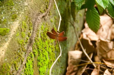 DSC 9448 Stock Photos