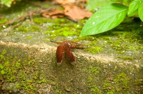 DSC 9452 Stock Photos