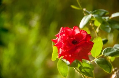 DSC 9481 Stock Photos