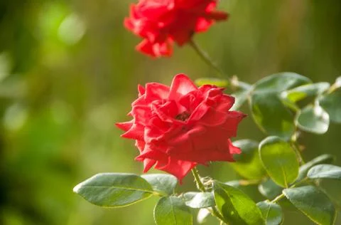 DSC 9482 Stock Photos