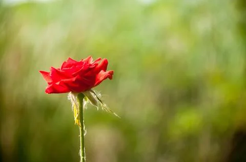 DSC 9486 Stock Photos