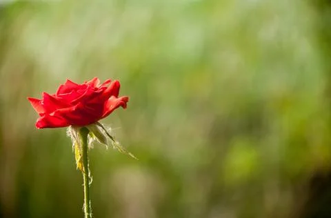 DSC 9487 Stock Photos