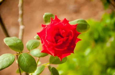 DSC 9488 스톡 사진