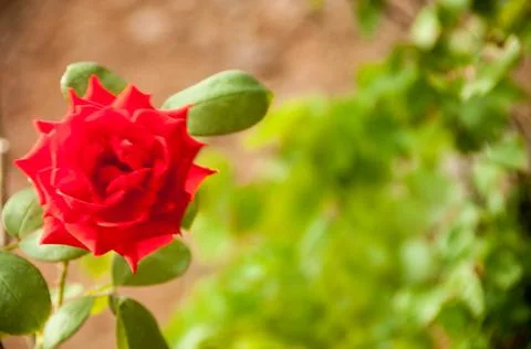 DSC 9489 Stock Photos