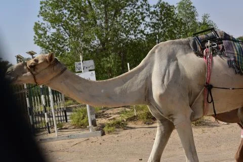 DSC 9677 Stock Photos