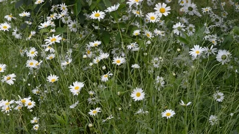 DSC 9687 Stock Footage 133888307