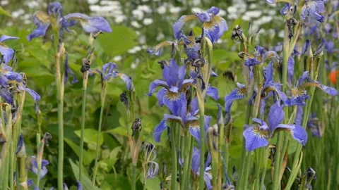 DSC 9688 Stock Footage 133888189