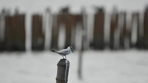 DSC 9736 Video stock 140116841