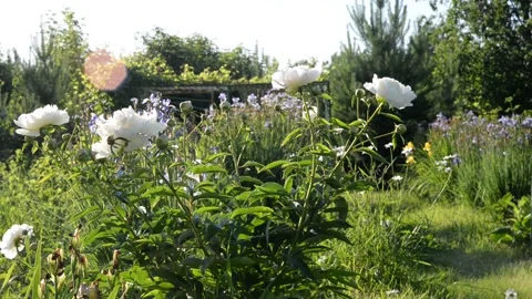 DSC 9774 Stock Footage 133881345