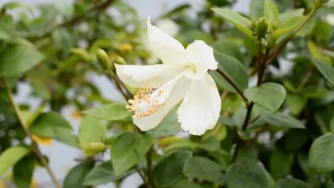 DSC0004~2 動画素材 220137815