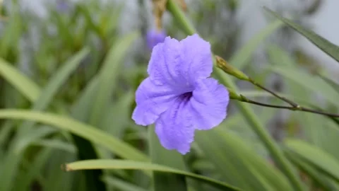 DSC0005~2 動画素材 220137657