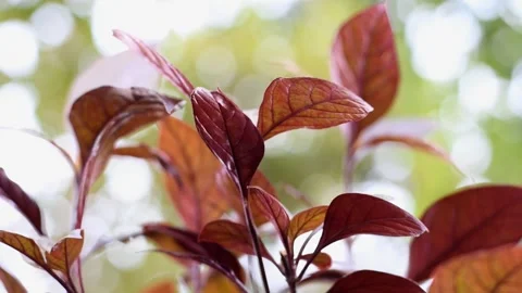 DSC0006~2 動画素材 224126444