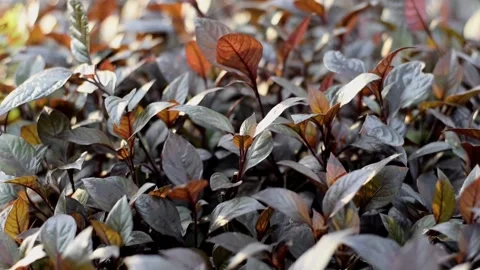 DSC0008~2 動画素材 224126420