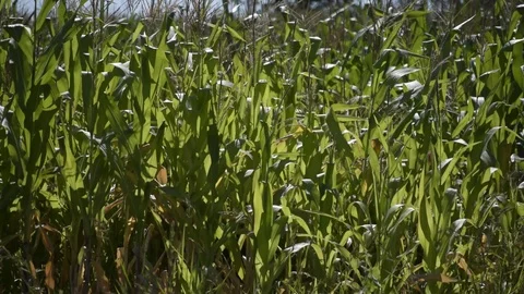 DSC0029-corn field Stock Footage 92567857