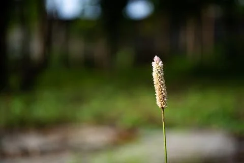 DSC00468 库存照片