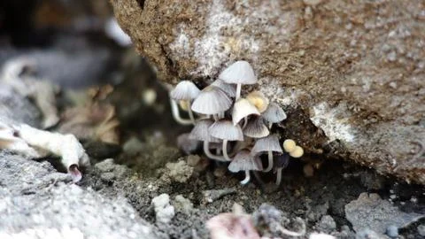 DSC00606 写真素材