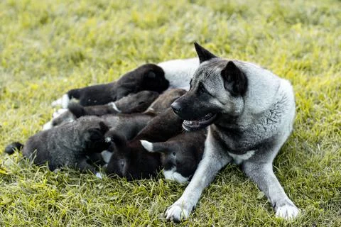 DSC00714 Stock Photos