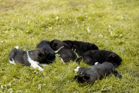 DSC00744 Stock Photos