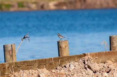  DSC0090 Stock Photos