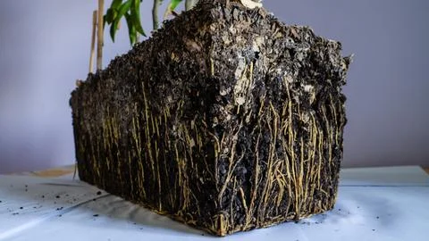 DSC01094 Stock Photos