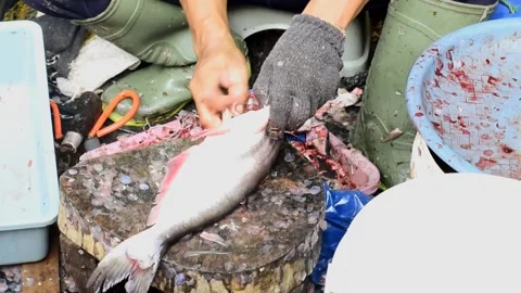 DSC0127~2 動画素材 224126306