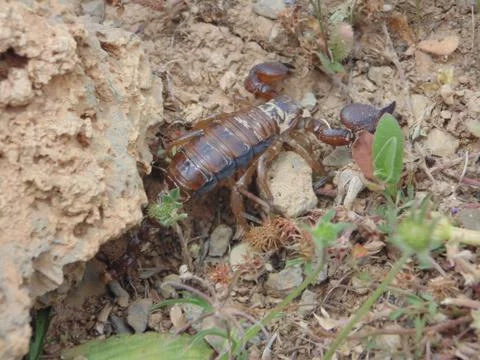 DSC01494 Stock Photos