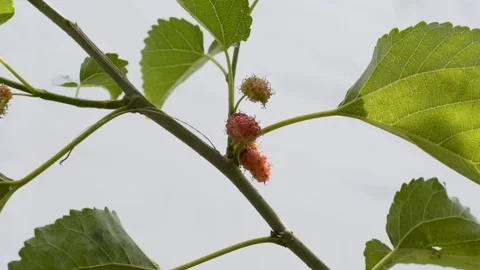 DSC0323~2 動画素材 219521754