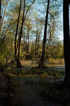 DSC03287 Stock Photos