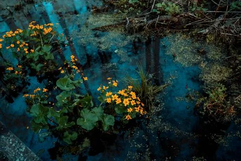 DSC03291 Stock Photos