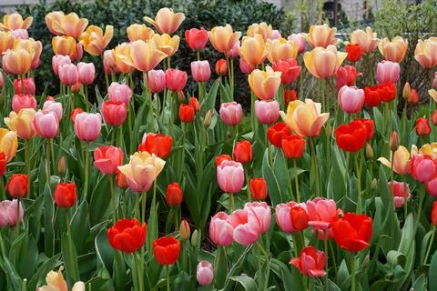 DSC03521 스톡 사진