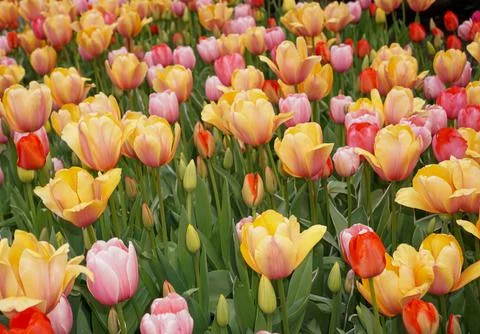 DSC03524 스톡 사진