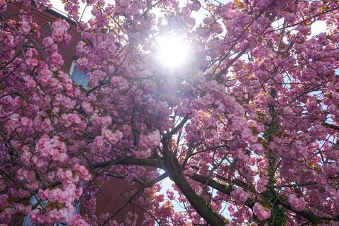 DSC03528 스톡 사진