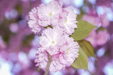 DSC03534 스톡 사진