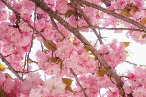 DSC03557 스톡 사진