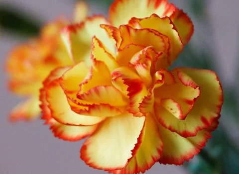 DSC04338 Stock Photos