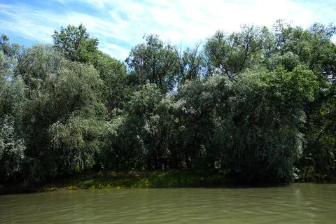 DSC04527 a  Spring in May on the Borcea arm, 2021 Foto stock