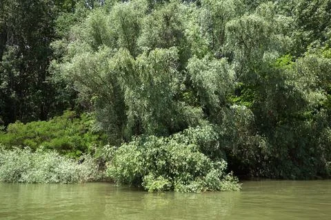 DSC04584 c  Spring in May on the Borcea arm, 2021 Foto stock