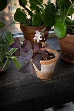 DSC06672 Stock Photos