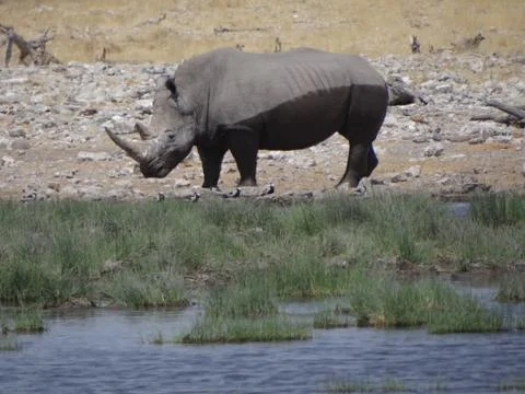 DSC07686 Stock Photos