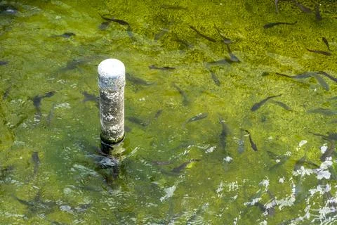 DSC07918 Stock Photos