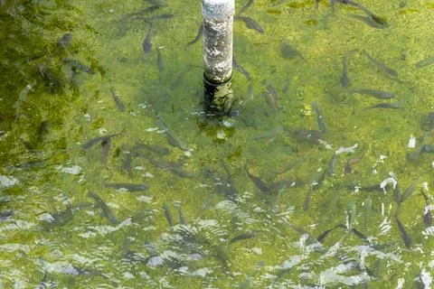 DSC07919 Stock Photos