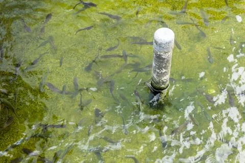 DSC07920 Stock Photos