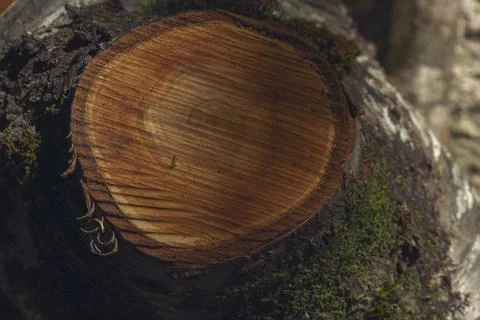  DSC0851 Stock Photos