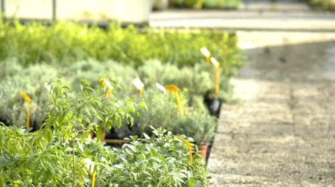  DSC0884 Stock Footage 864475