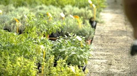  DSC0890 Stock Footage 864509