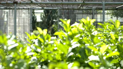  DSC0895 Stock Footage 874037