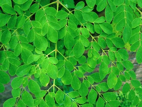 DSC09276 Stock Photos