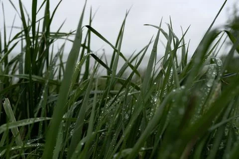 DSC09996 Stock Photos