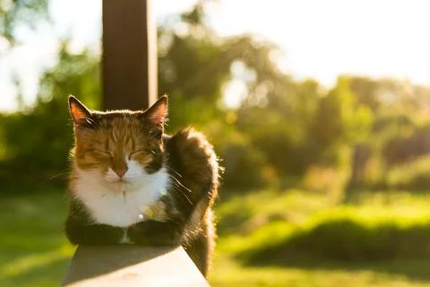 DSC1589 写真素材