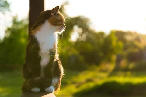 DSC1610 写真素材